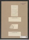 Stictodiscus sp. (de-Toni-Nr.: Genus 205) Zeichnungen Sammlung Grunow Nr. 9080 (NHMW-BOT-W0378834)
